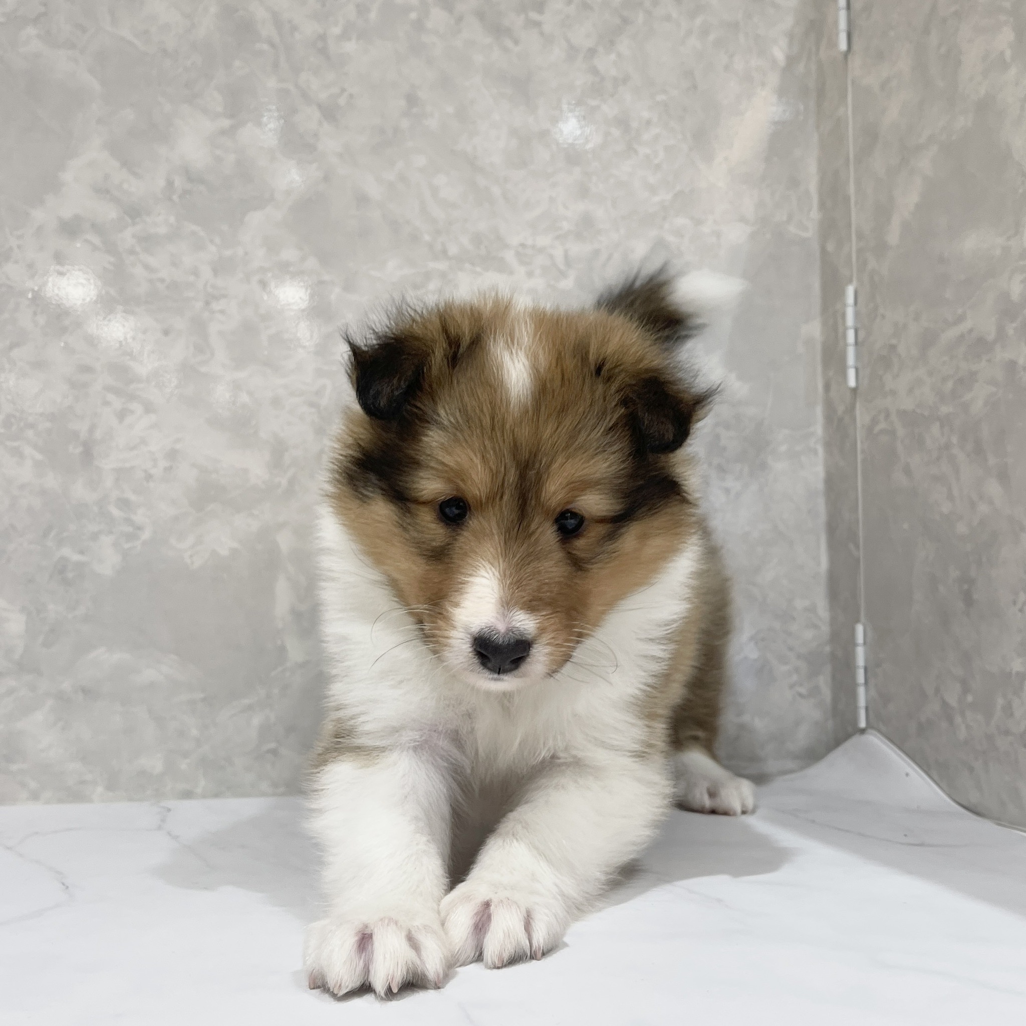 福岡県のシェットランドシープドッグ (犬の家＆猫の里くりえいと宗像店/2026年2月15日生まれ/女の子/セーブルホワイト)の子犬の1枚目の画像