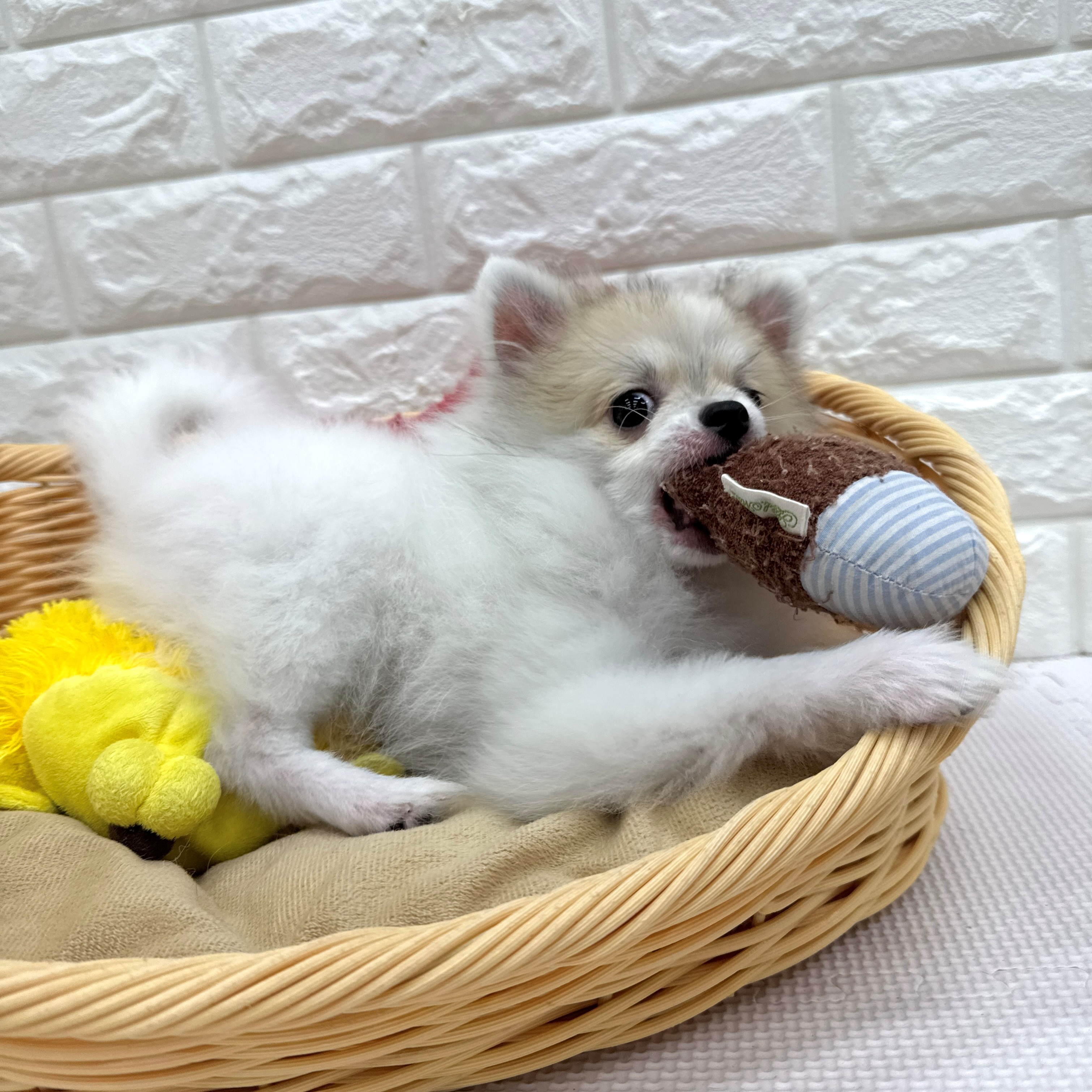 愛知県のポメチワ/チワポメ/ポメチー(ポメラニアン×チワワ) (犬の家＆猫の里MEGAドン・キホーテ東海名和店/2026年2月10日生まれ/女の子/パーティーカラー)の子犬
