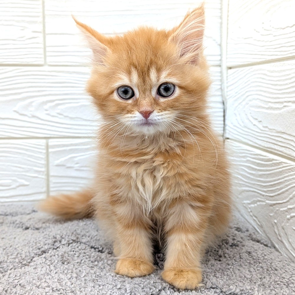 愛知県のサイベリアン (犬の家＆猫の里七宝店/2026年2月15日生まれ/女の子/レッドタビー)の子猫の1枚目の画像