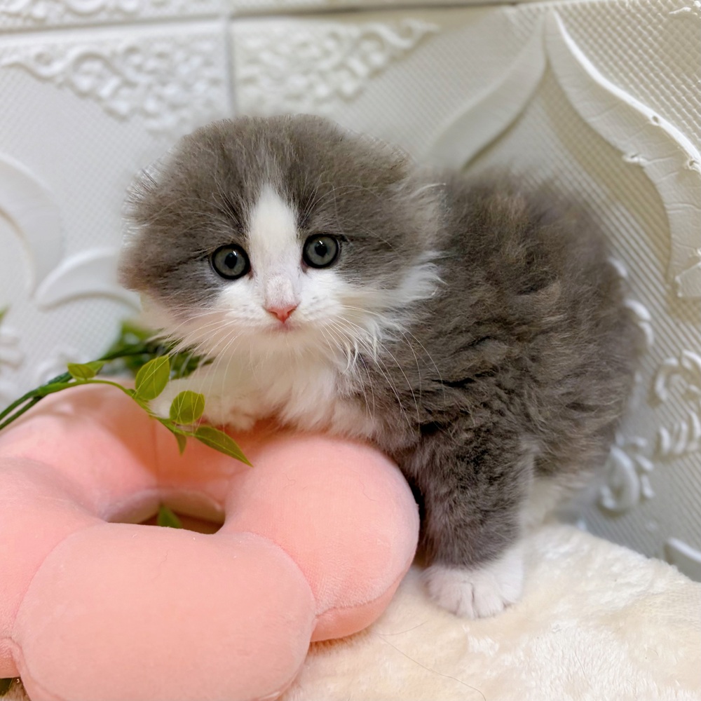愛知県のスコティッシュフォールド (犬の家＆猫の里岡崎店/2026年2月20日生まれ/男の子/ブルータビーホワイト)の子猫の1枚目の画像