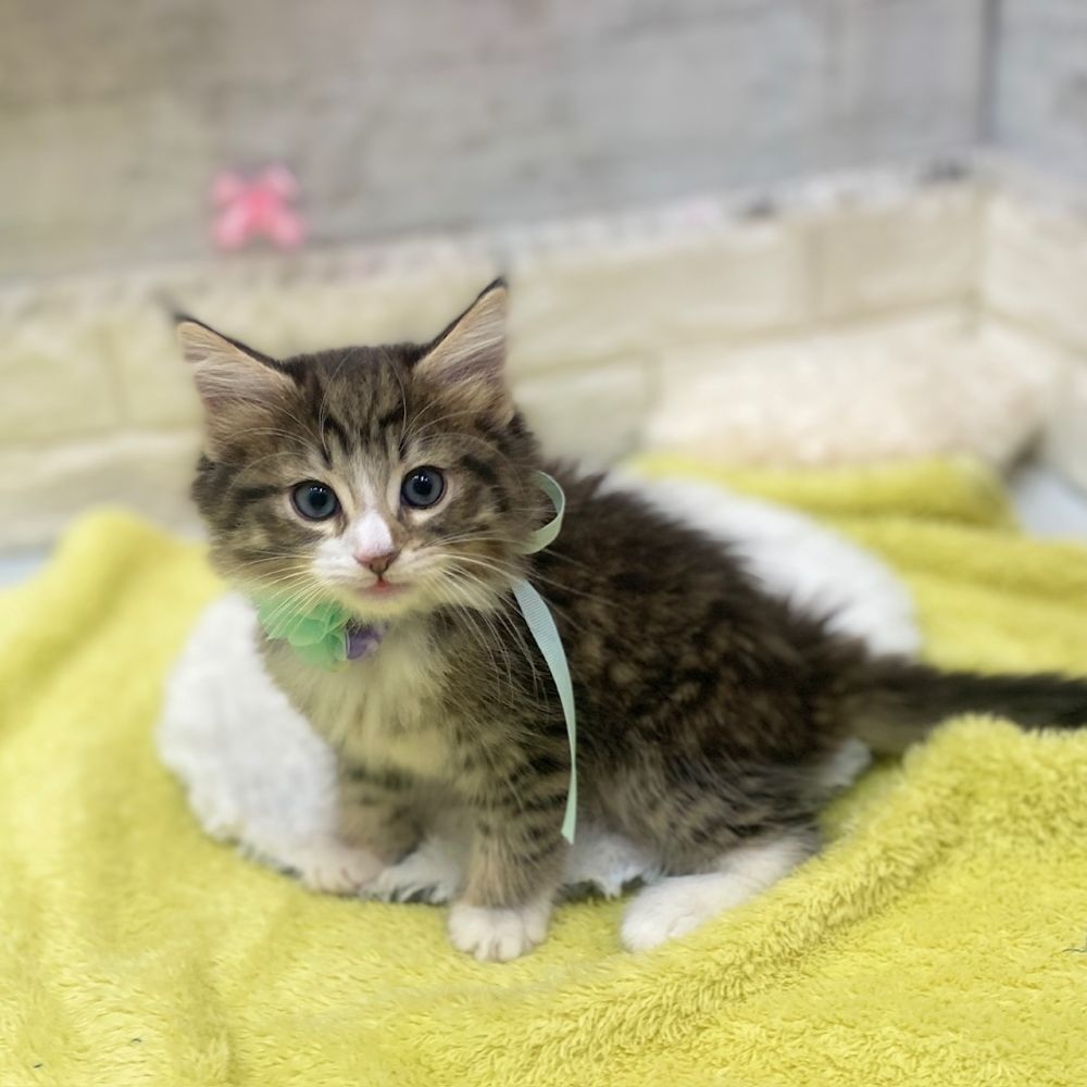 静岡県のノルウェージャンフォレストキャット (犬の家＆猫の里プレ葉ウォーク浜北店/2026年2月20日生まれ/男の子/ブラウンマッカレルタビーホワイト)の子猫の1枚目の画像