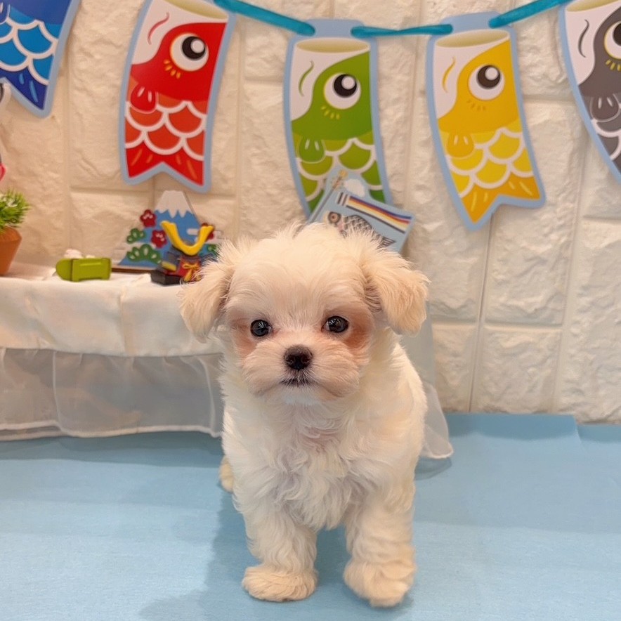 岡山県のマルチーズ (犬の家＆猫の里倉敷店/2026年2月15日生まれ/女の子/ホワイト)の子犬の1枚目の画像