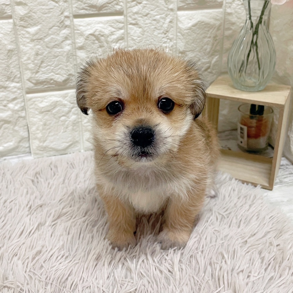 岡山県のハーフ犬・ミックス犬 (犬の家＆猫の里岡山店/2026年2月22日生まれ/男の子/ブラウン)の子犬の1枚目の画像