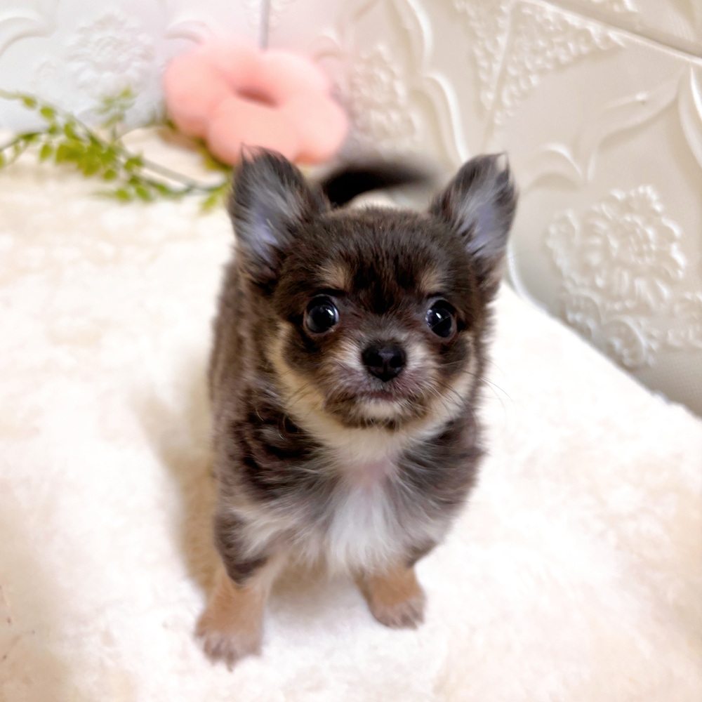 愛知県のチワワ(ロング) (犬の家＆猫の里岡崎店/2026年2月24日生まれ/女の子/ブルータンホワイト)の子犬の1枚目の画像
