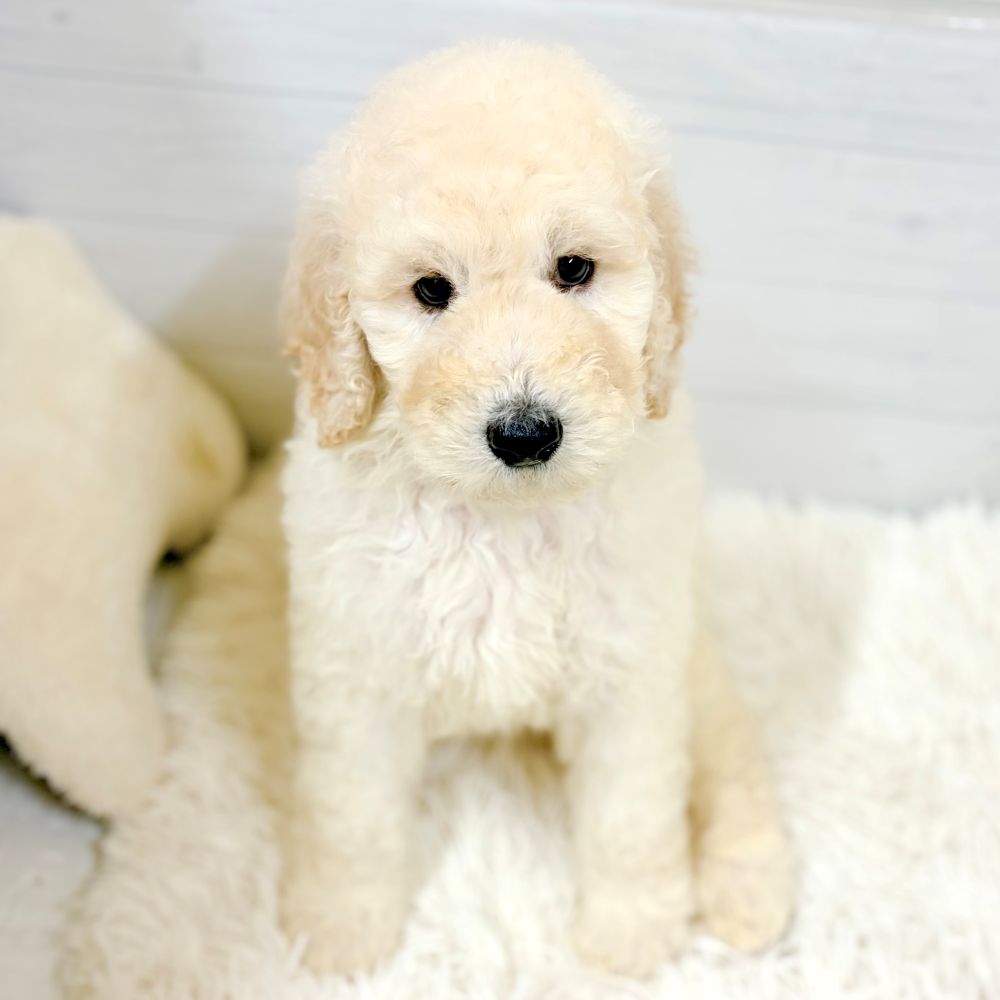 愛知県のスタンダードプードル (犬の家＆猫の里豊田店/2026年2月24日生まれ/男の子/クリーム)の子犬の1枚目の画像