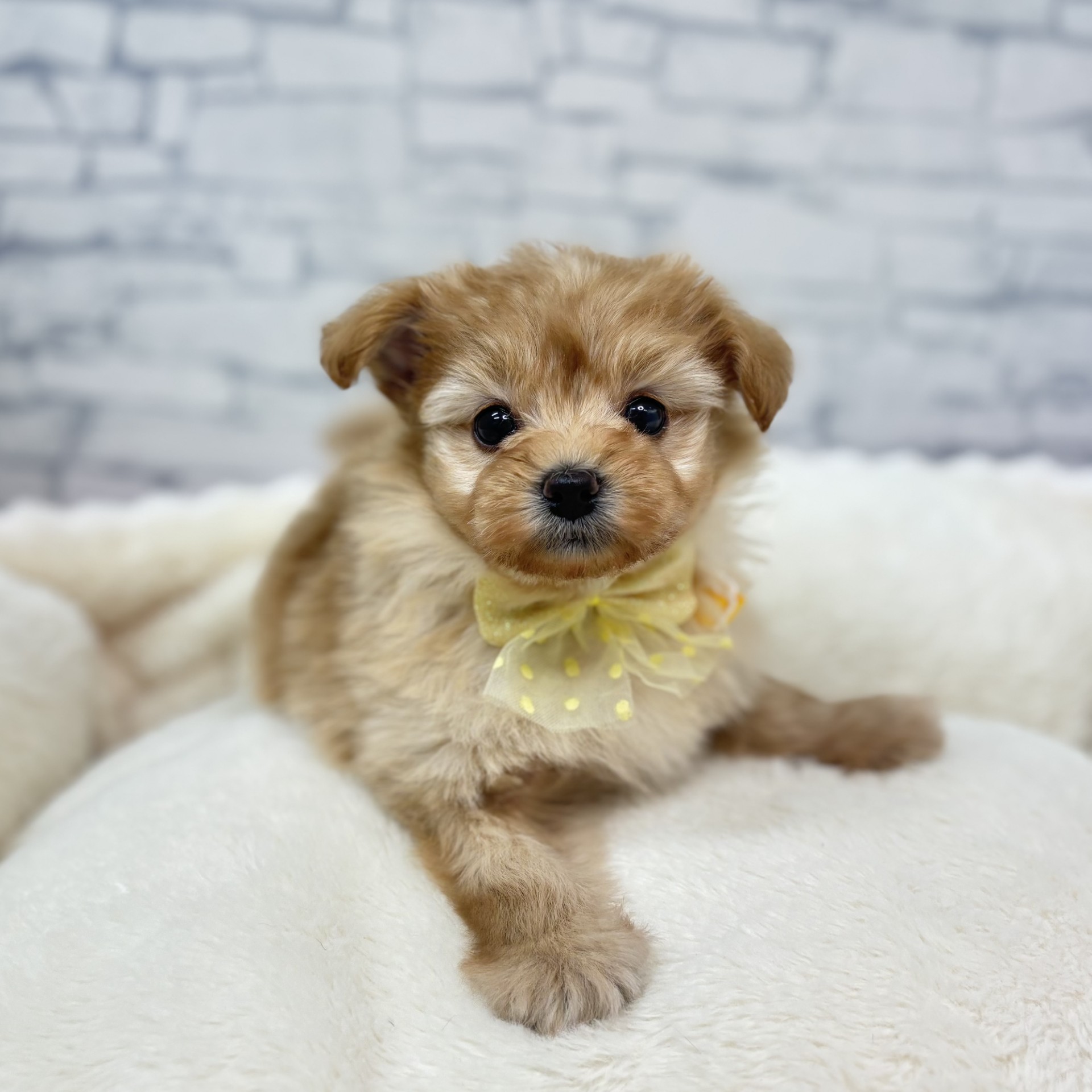 ハーフ犬男の子の写真