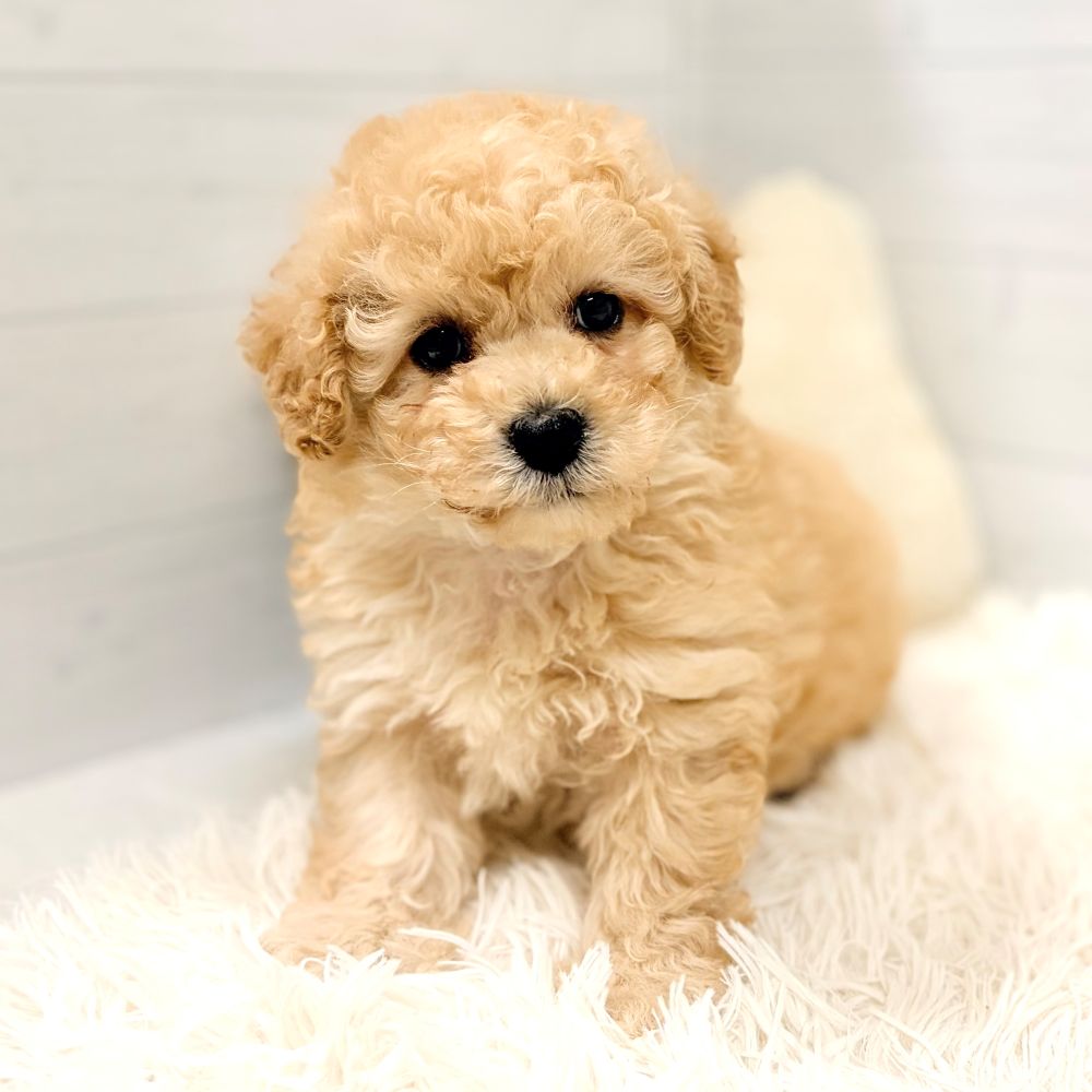 トイプードル女の子の写真