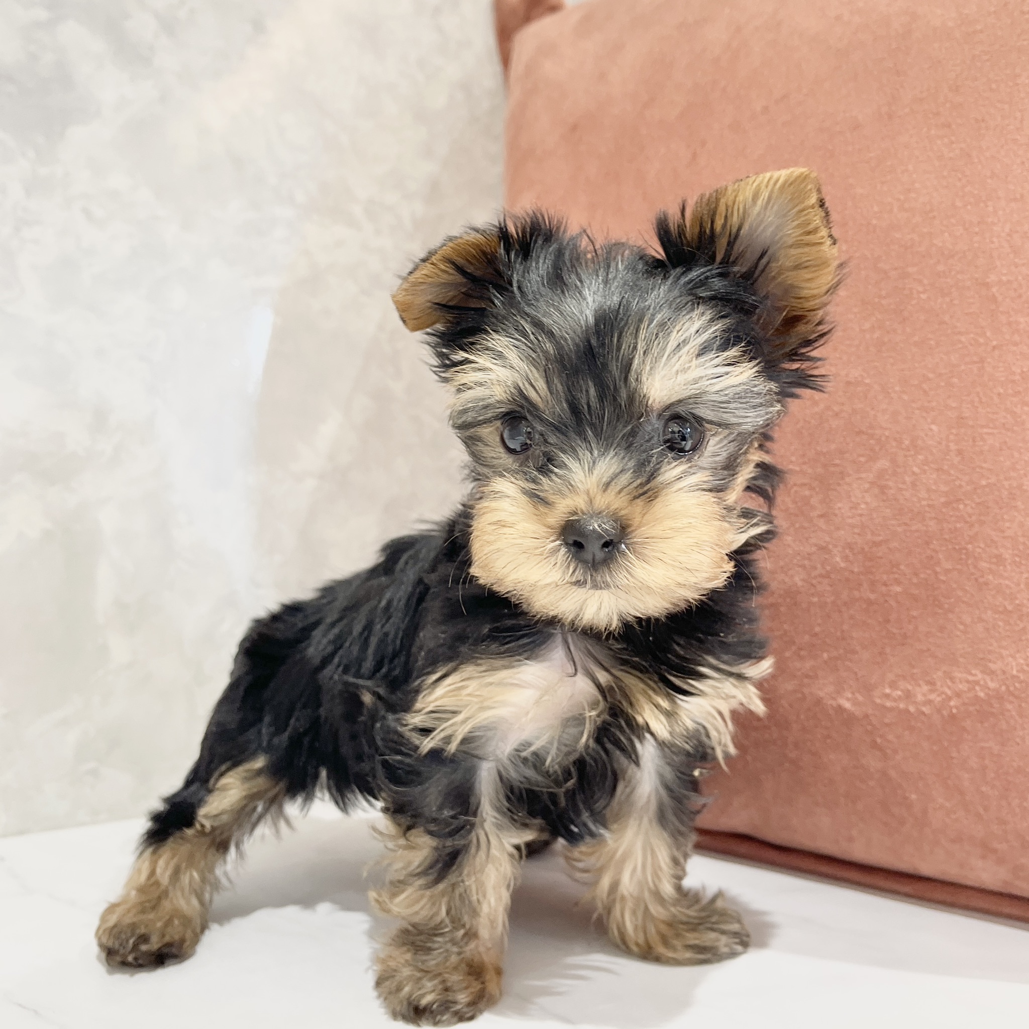 福岡県のヨークシャーテリア (犬の家＆猫の里くりえいと宗像店/2026年2月22日生まれ/女の子/スチールブルータン)の子犬の1枚目の画像