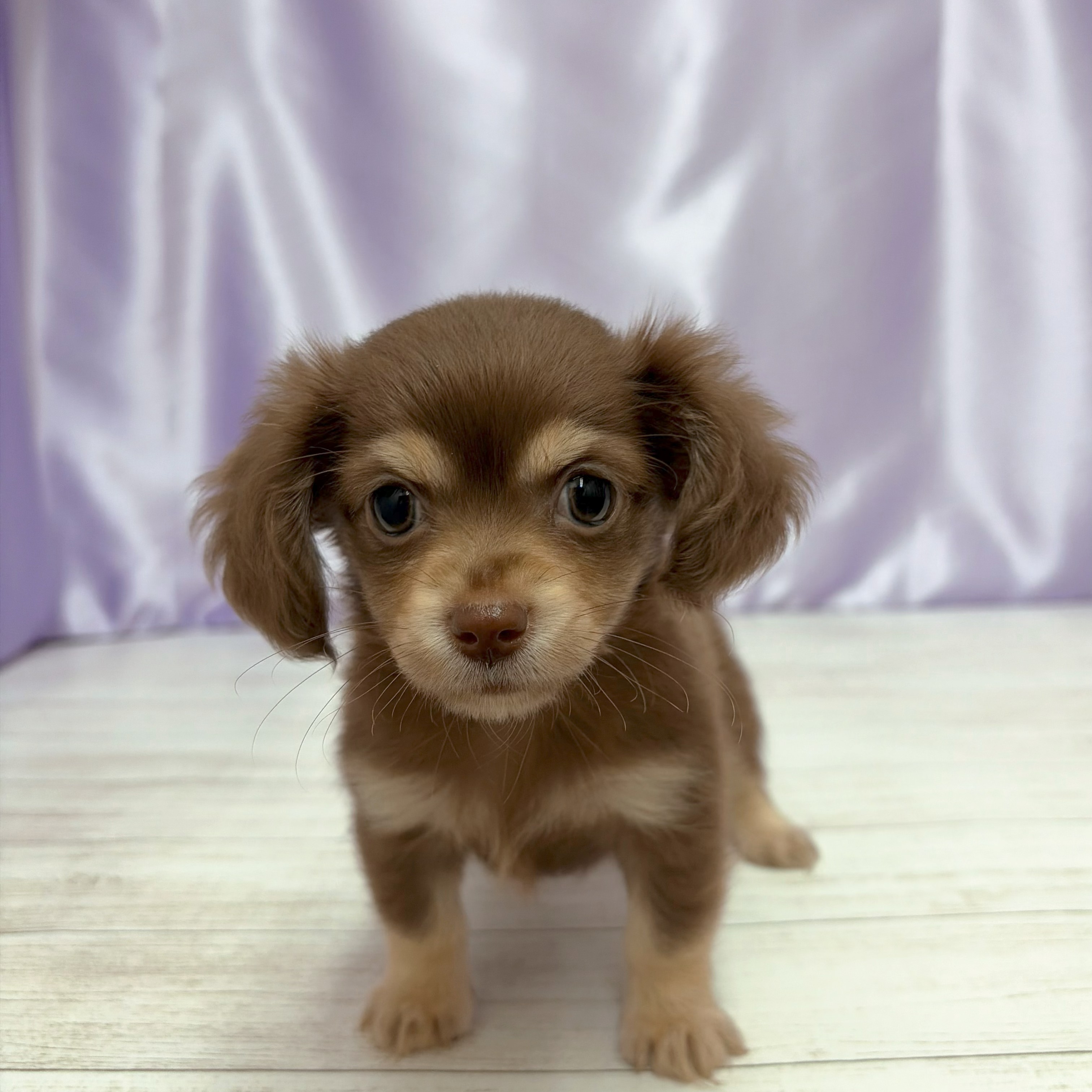 兵庫県のチワックス(チワワ×ダックス) (犬の家＆猫の里尼崎店/2026年2月28日生まれ/女の子/チョコレートクリーム)の子犬の1枚目の画像