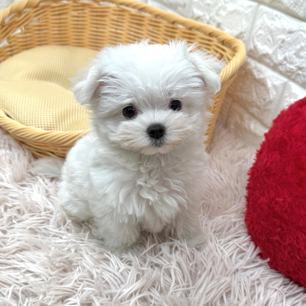 マルチーズ女の子の写真