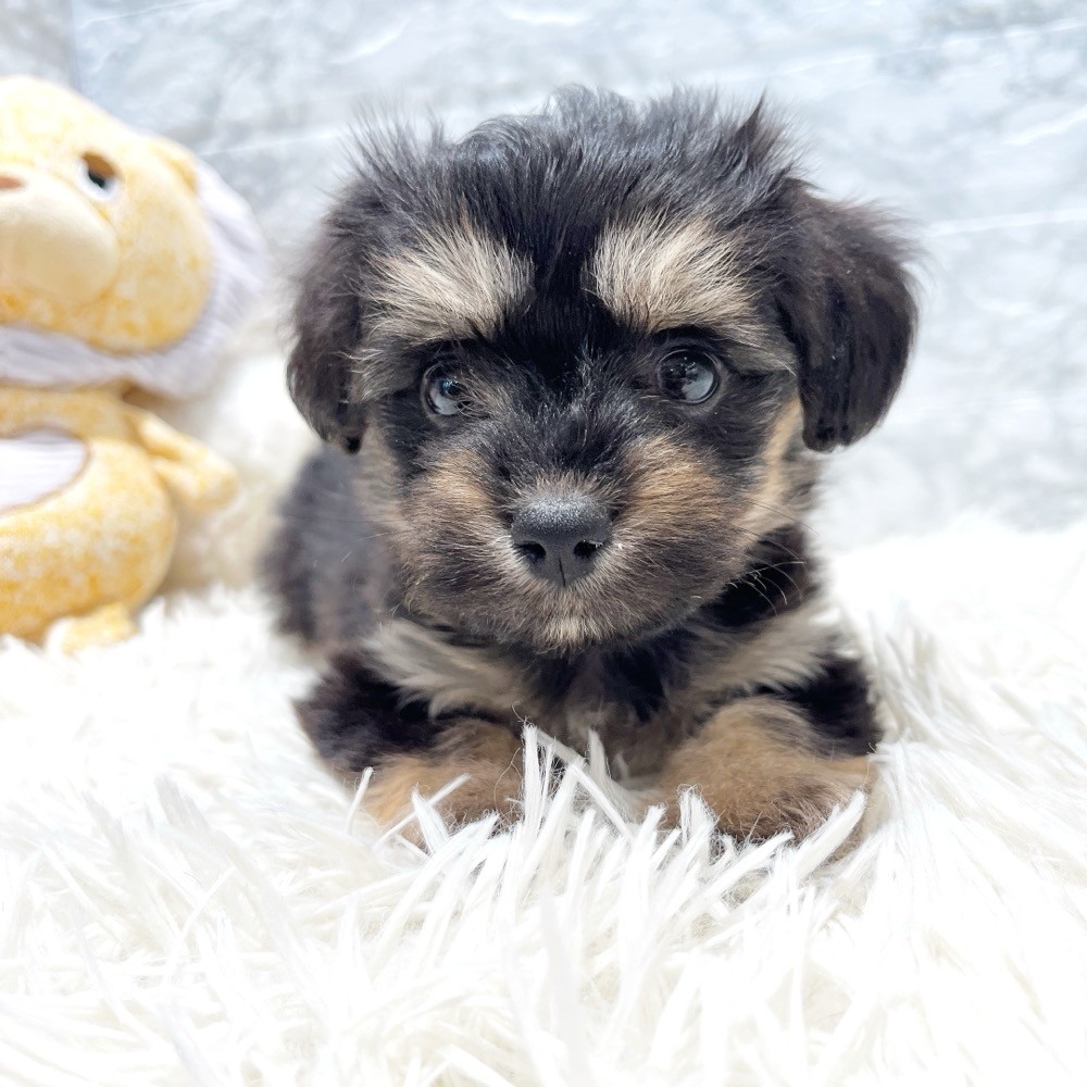 ハーフ犬女の子の写真