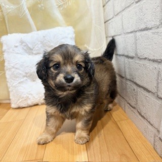 ハーフ犬男の子の写真