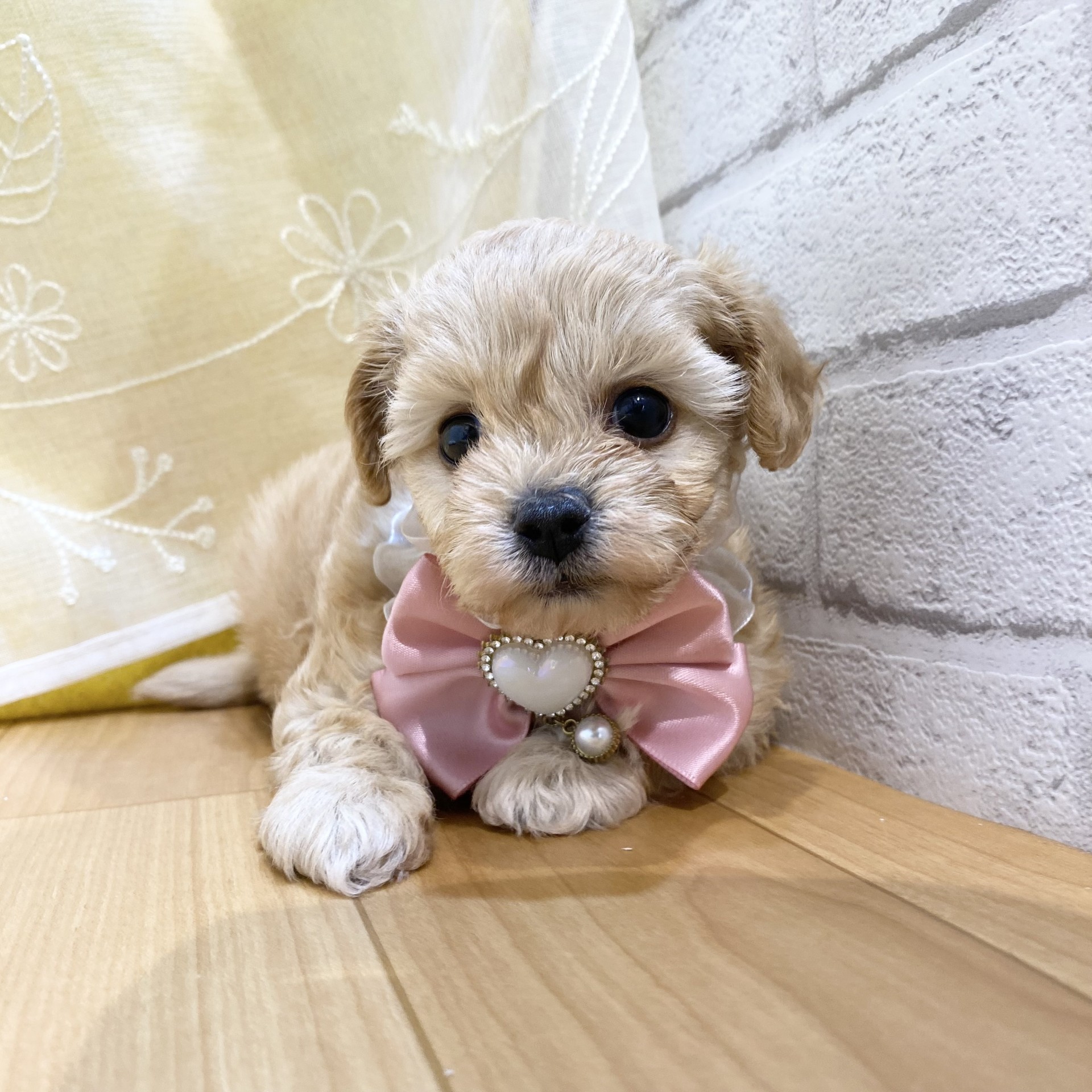 ハーフ犬女の子の写真