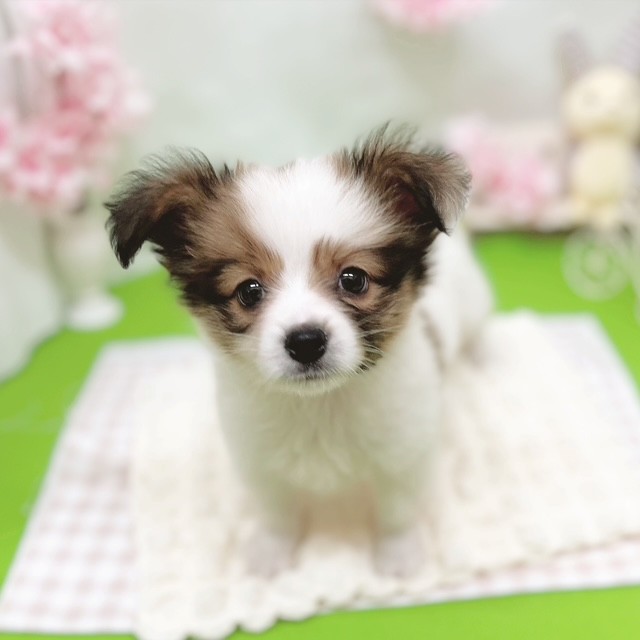 生体画像６