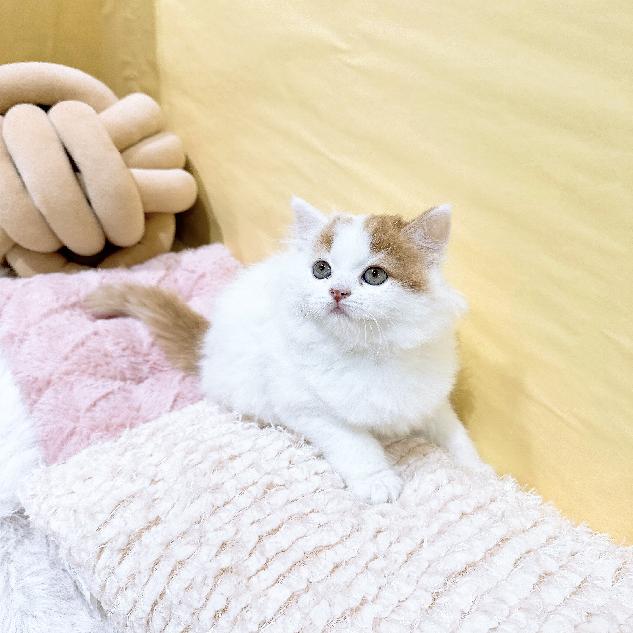 生体画像6