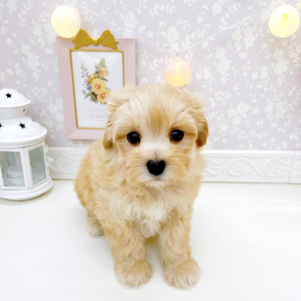 ハーフ犬男の子の写真