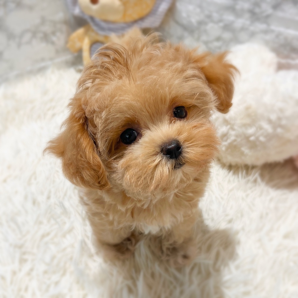 ハーフ犬女の子の写真