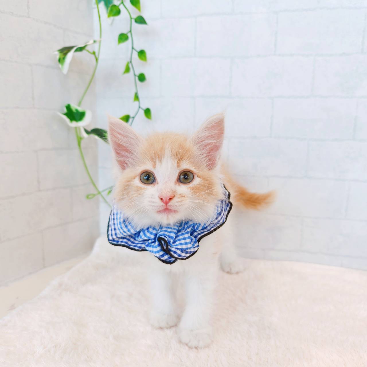 石川県のノルウェージャンフォレストキャット (犬の家＆猫の里金沢店/2026年3月4日生まれ/男の子/クリームタビーホワイト)の子猫の1枚目の画像