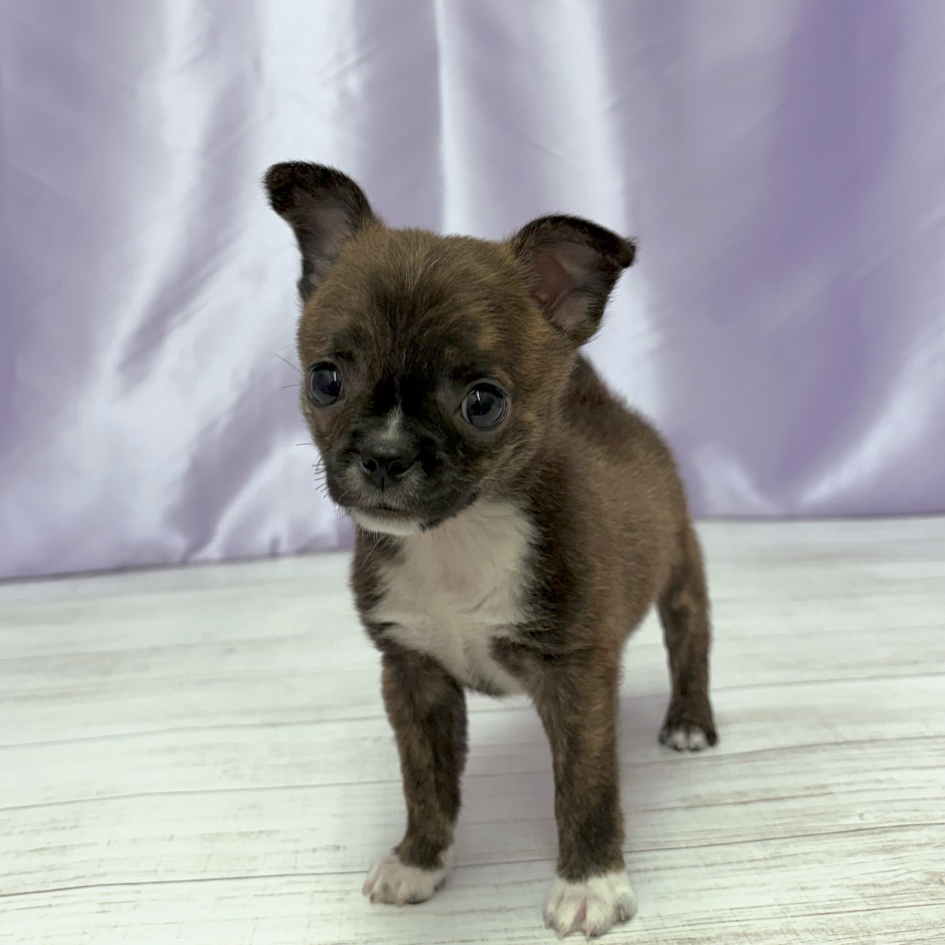 兵庫県のハーフ犬・ミックス犬 (犬の家＆猫の里尼崎店/2026年3月8日生まれ/男の子/ブリンドルホワイト)の子犬の1枚目の画像