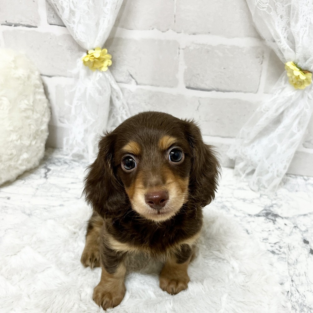 京都府のカニンヘンダックスフンド(ロング) (犬の家＆猫の里京都精華店/2026年3月8日生まれ/男の子/チョコレートタン)の子犬の1枚目の画像