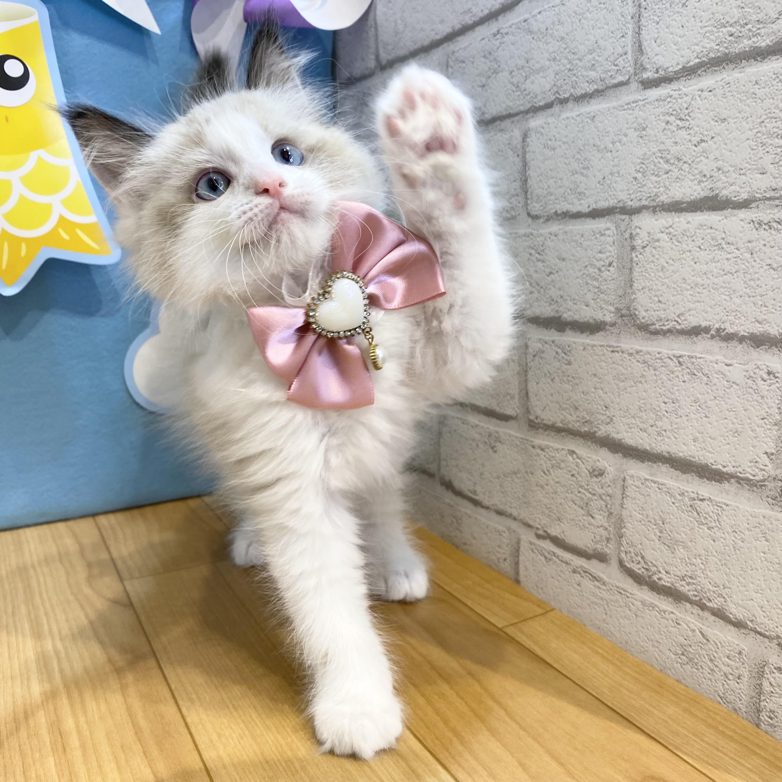 生体画像６