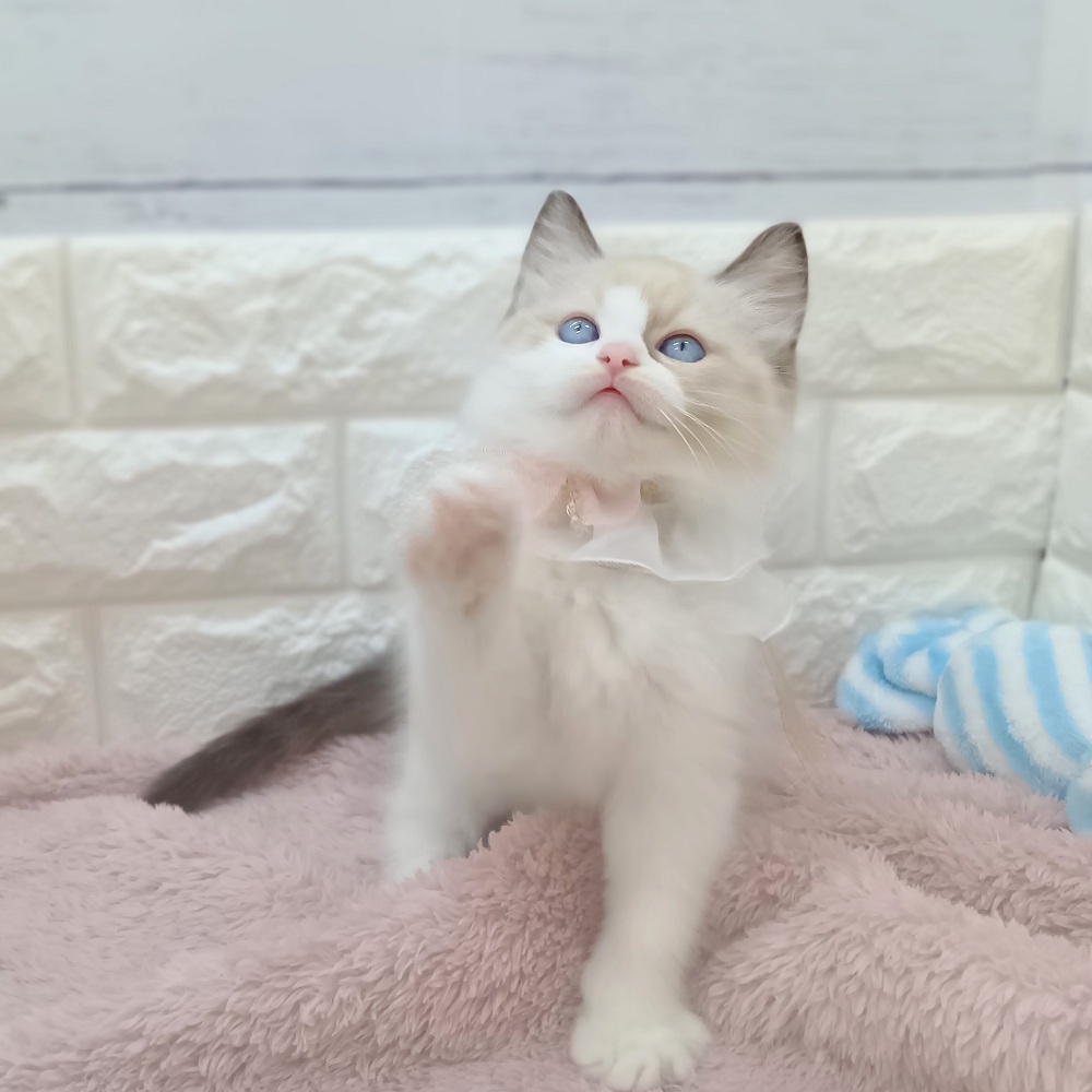 生体画像６