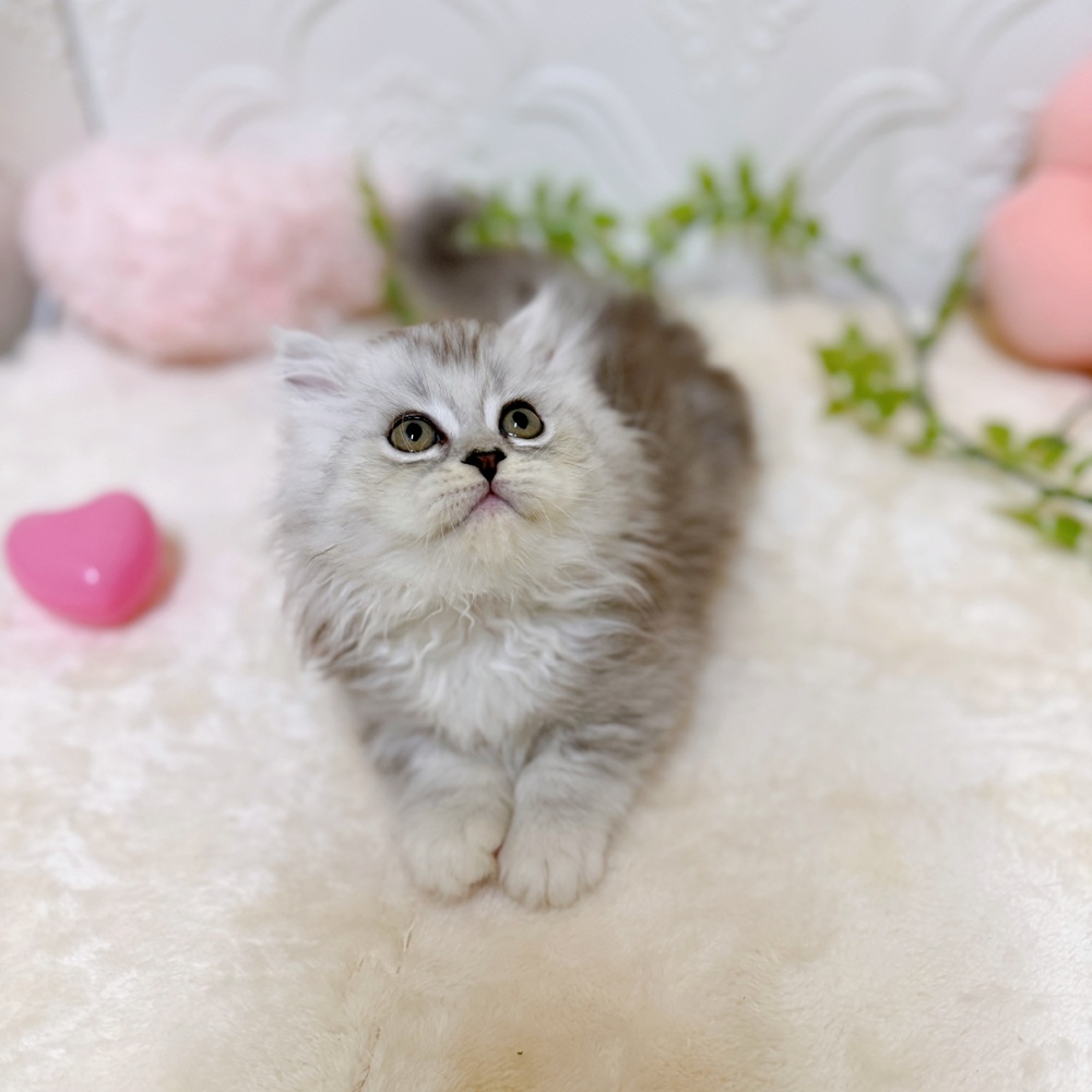 生体画像６