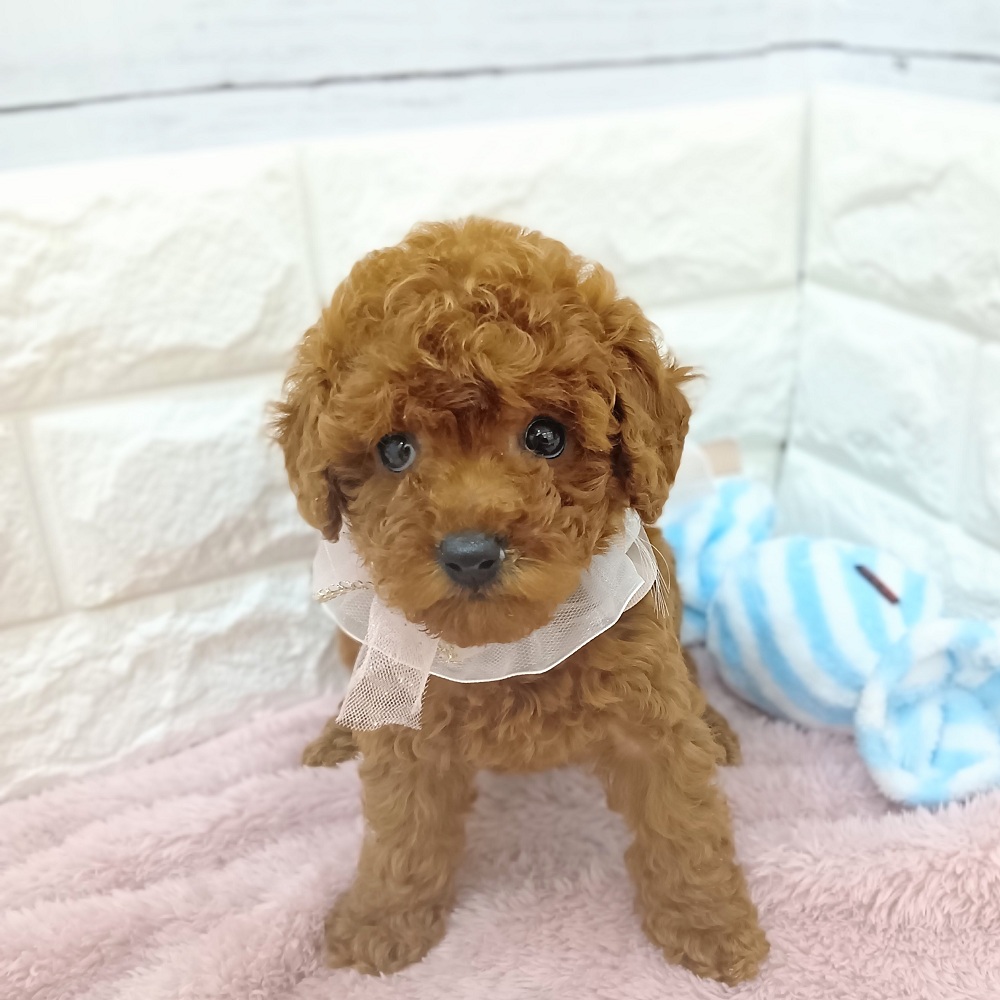 静岡県のトイプードル(トイ) (犬の家＆猫の里アミーゴ浜松和田店/2026年3月9日生まれ/女の子/レッド)の子犬の1枚目の画像