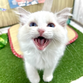 生体画像６