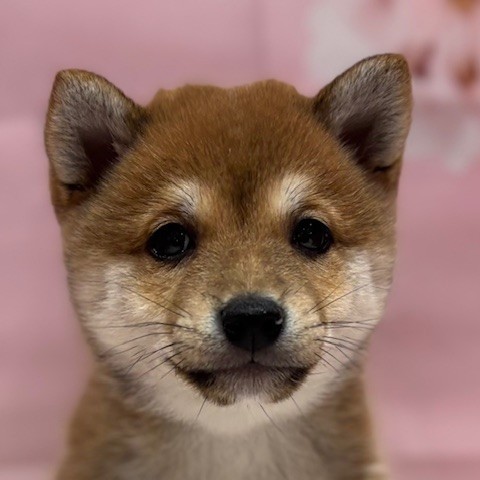 福岡県の豆柴 (犬の家＆猫の里トリアス久山店/2026年3月2日生まれ/女の子/赤)の子犬の1枚目の画像