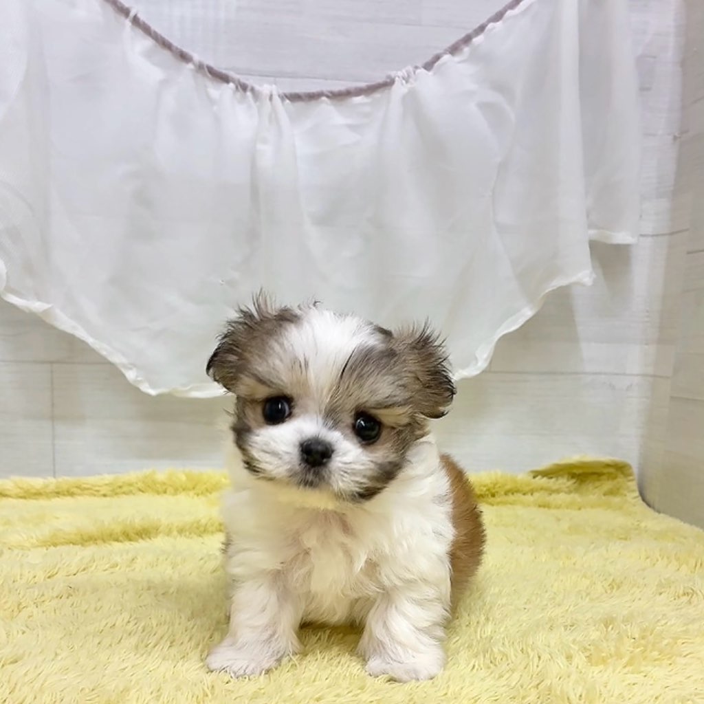 愛知県のチワマル/マルチワ(チワワ×マルチーズ) (犬の家＆猫の里碧南店/2026年3月8日生まれ/男の子/レッドホワイト)の子犬の1枚目の画像