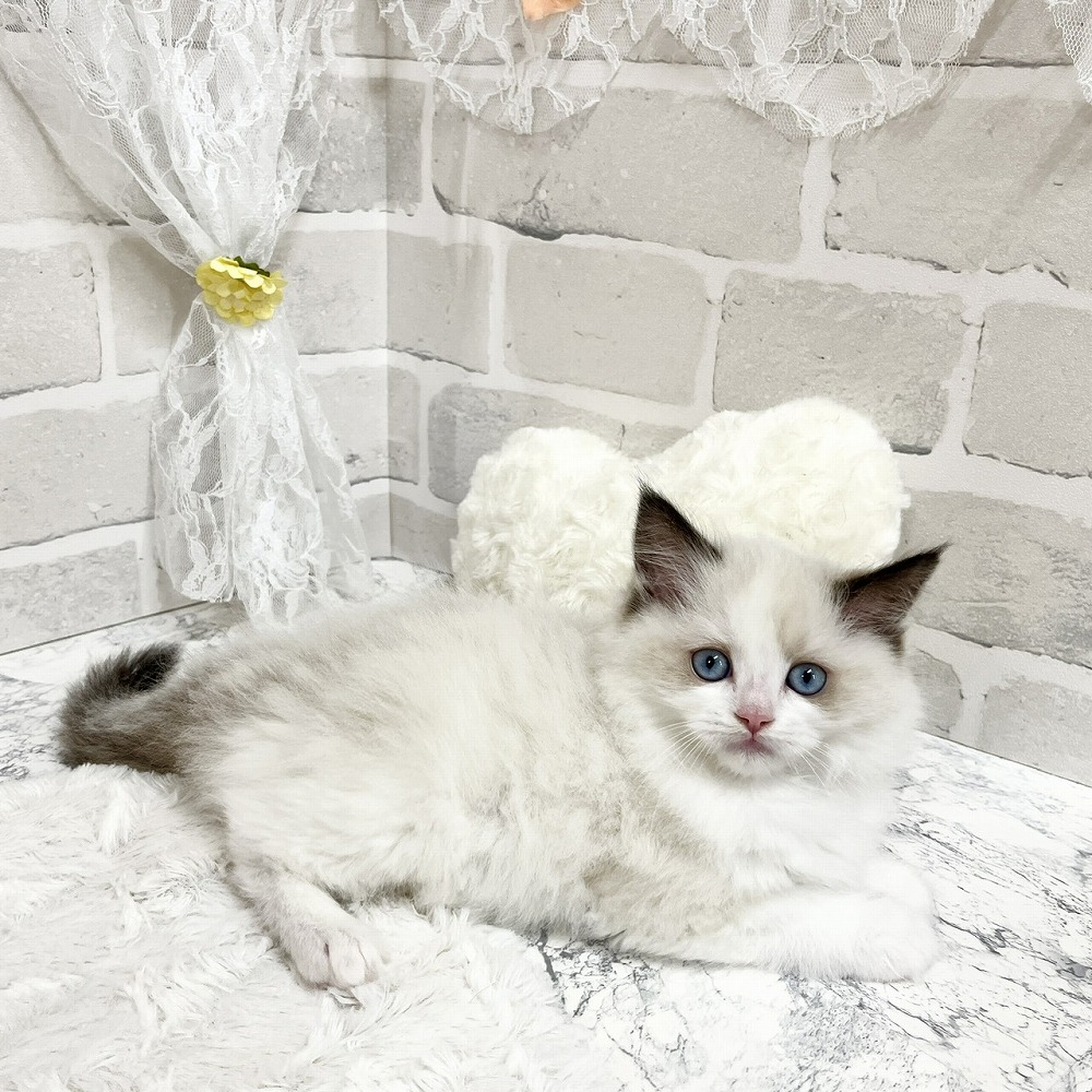 生体画像６
