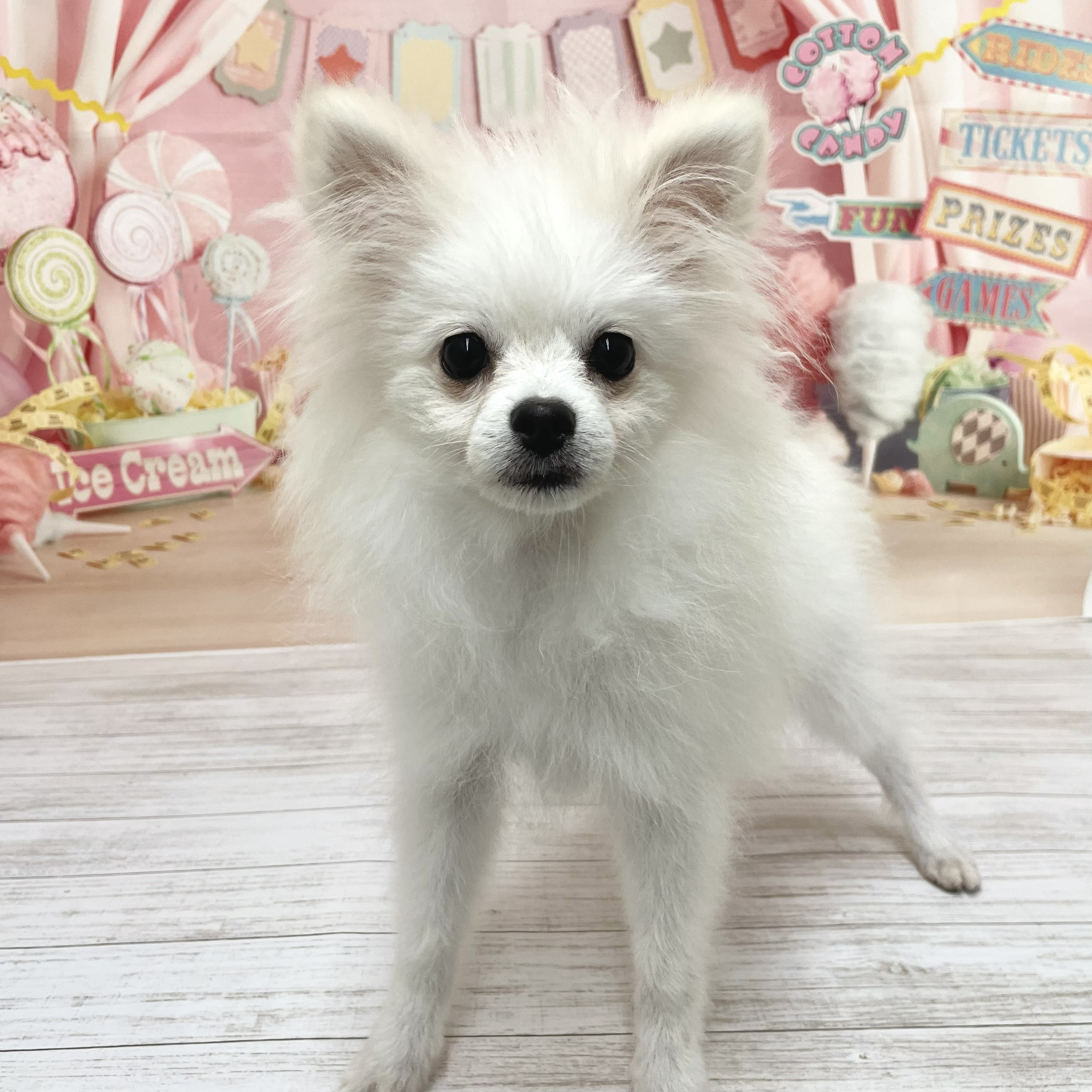兵庫県のポメラニアン (犬の家＆猫の里尼崎店/2026年3月11日生まれ/男の子/クリーム)の子犬の1枚目の画像