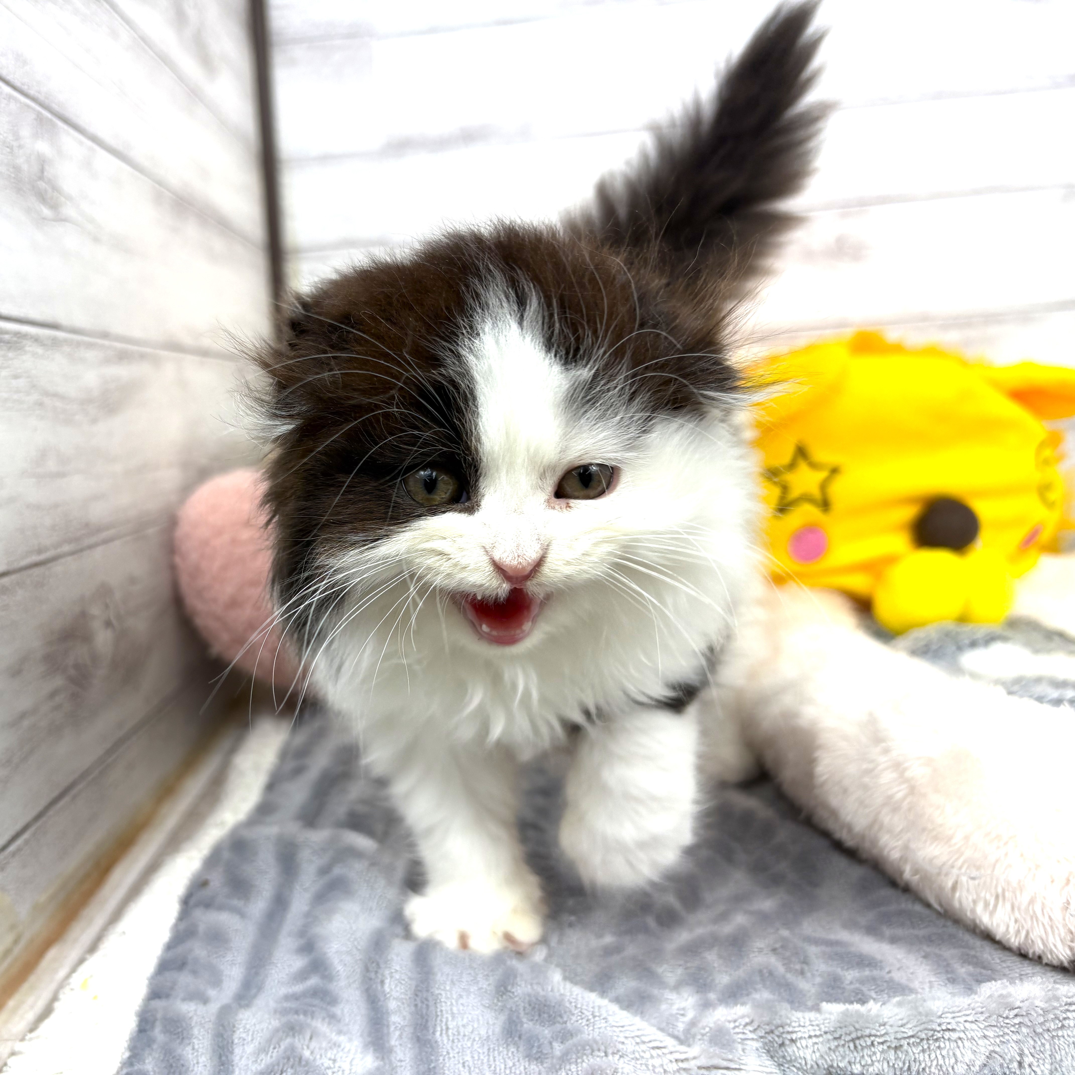 兵庫県のスコティッシュフォールド (犬の家＆猫の里川西店/2026年2月22日生まれ/男の子/ブラックホワイト)の子猫の1枚目の画像