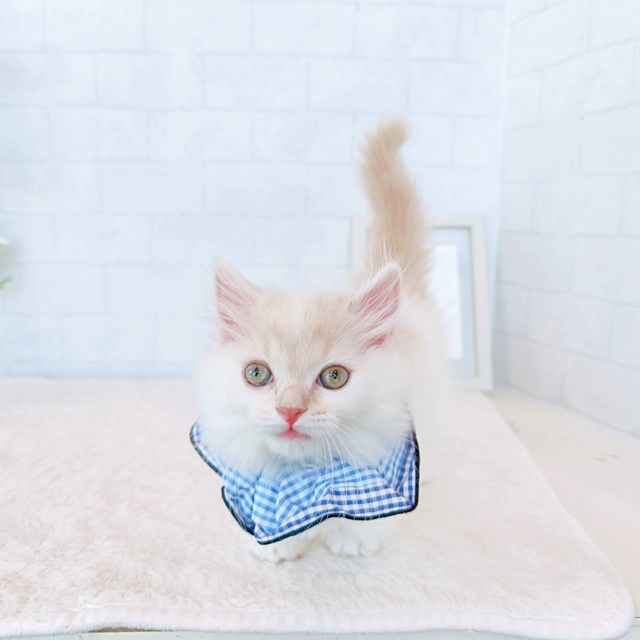 石川県のマンチカン (犬の家＆猫の里金沢店/2026年3月10日生まれ/男の子/クリームホワイト)の子猫