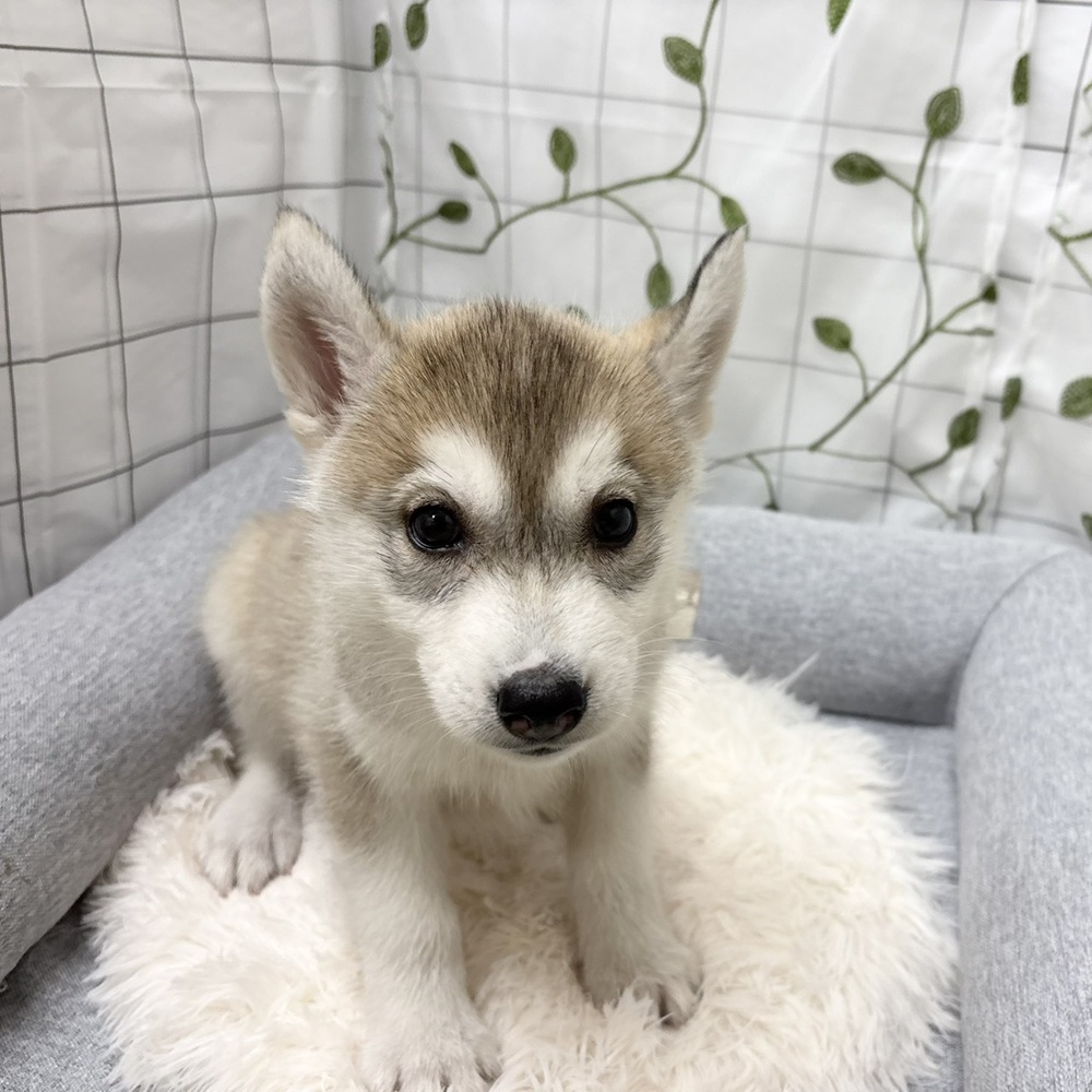 長野県のシベリアンハスキー (犬の家＆猫の里塩尻店/2026年3月10日生まれ/女の子/シルバーホワイト)の子犬