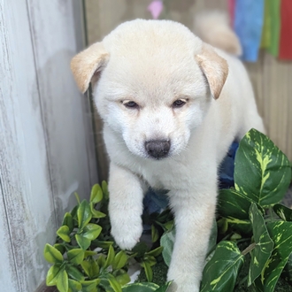 神奈川県の柴犬(標準サイズ) (犬の家＆猫の里小田原店/2026年3月15日生まれ/女の子/白)の子犬の1枚目の画像