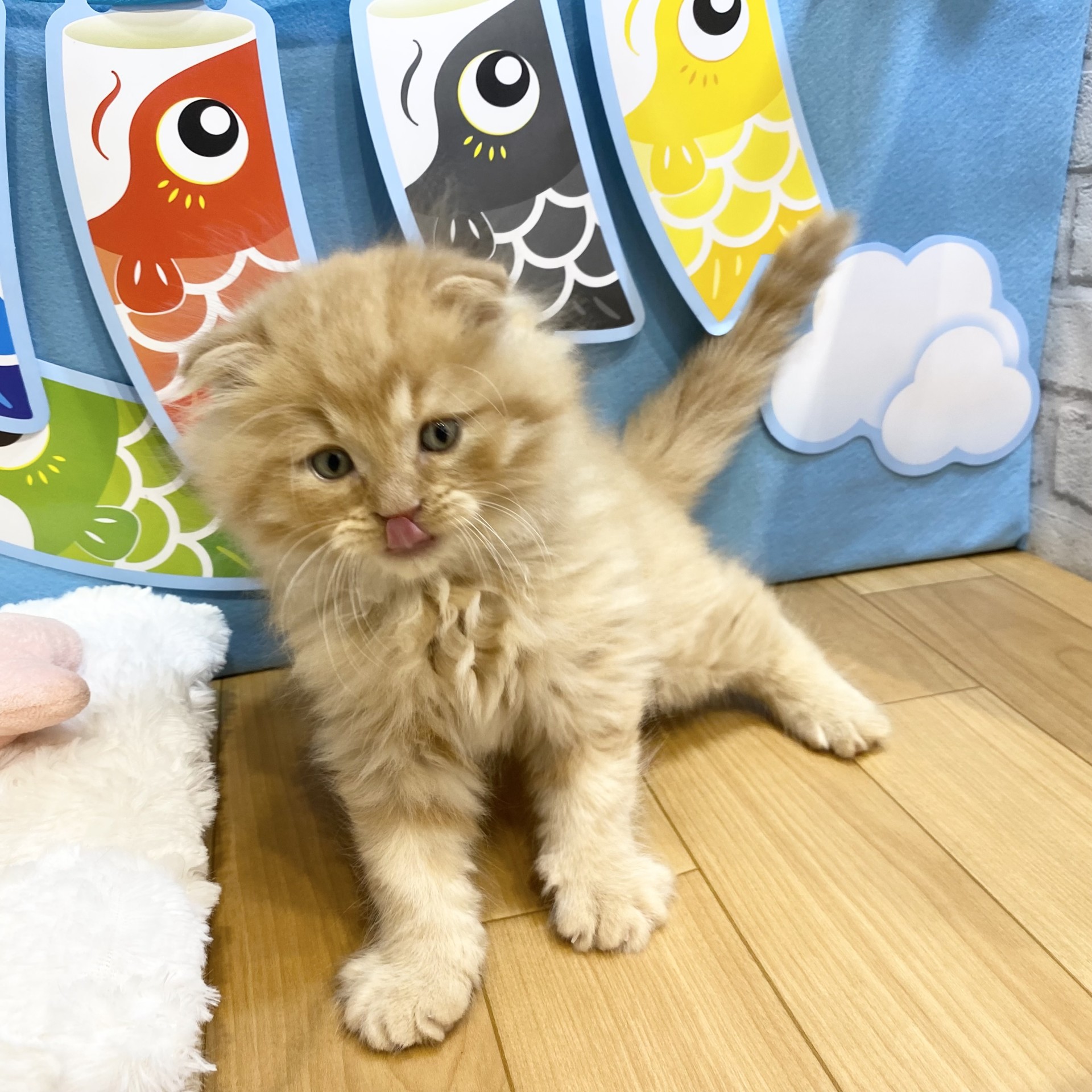 生体画像６