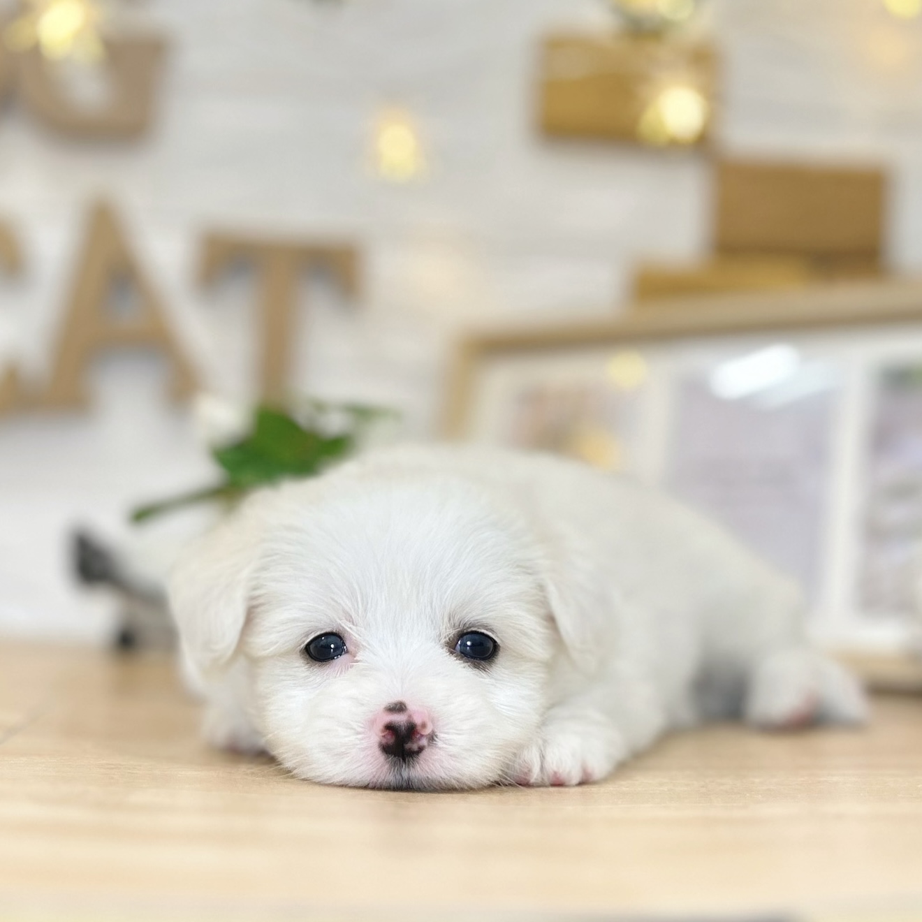 千葉県のポメマル/マルポメ(ポメラニアン×マルチーズ) (犬の家＆猫の里ワンズモール稲毛店/2026年3月13日生まれ/女の子/ホワイト)の子犬の1枚目の画像