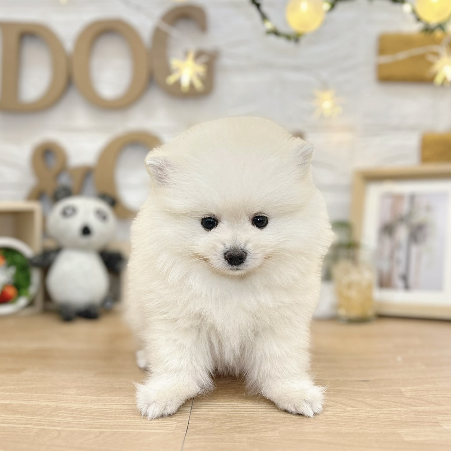 千葉県のポメラニアン (犬の家＆猫の里ワンズモール稲毛店/2026年3月17日生まれ/女の子/クリーム)の子犬の1枚目の画像