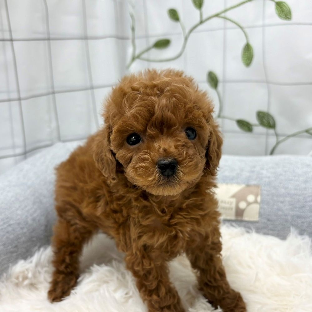 生体画像６