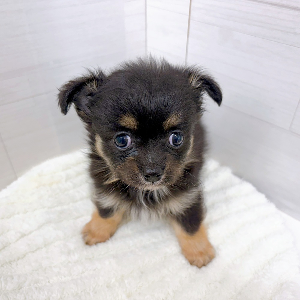 生体画像６