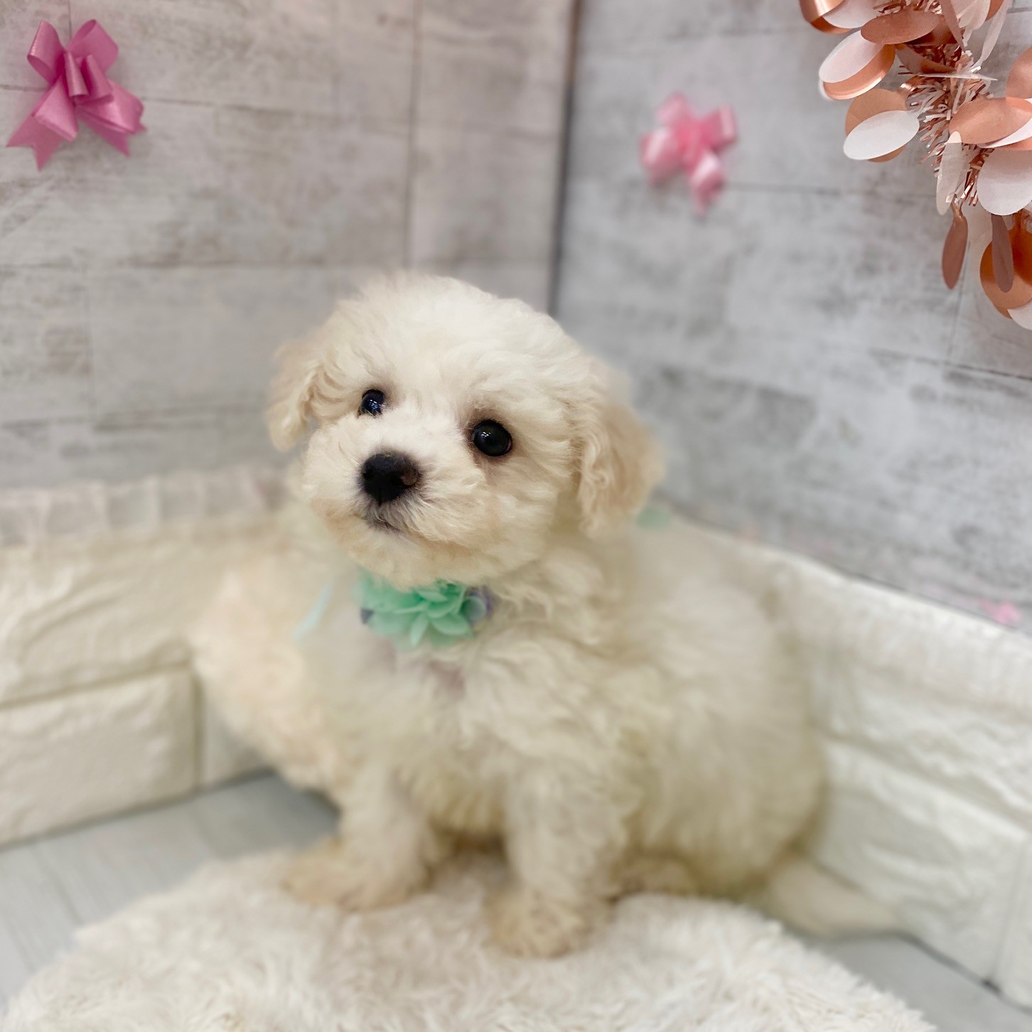 静岡県のビションフリーゼ (犬の家＆猫の里プレ葉ウォーク浜北店/2026年3月15日生まれ/男の子/ホワイト)の子犬の1枚目の画像