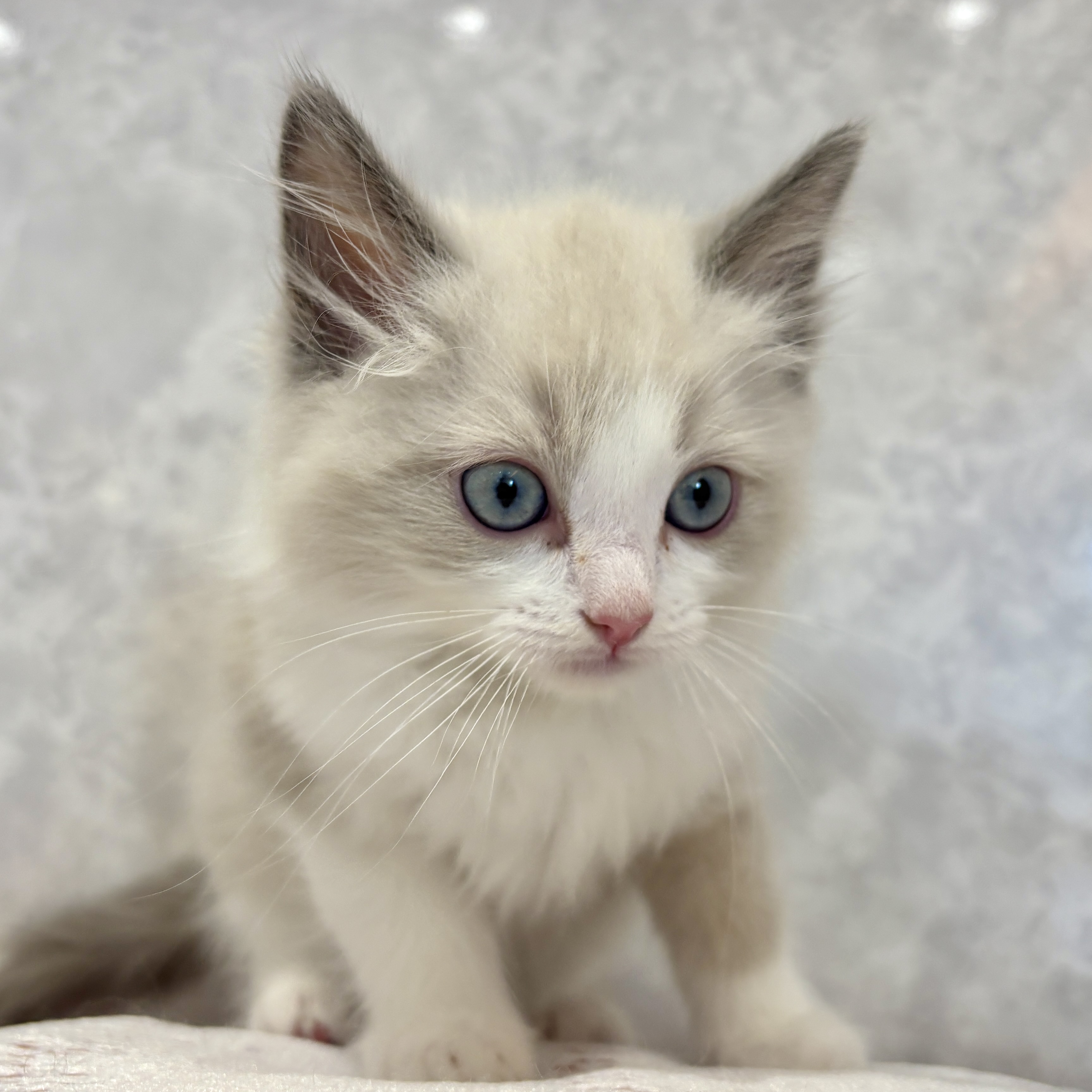 福岡県のラグドール (犬の家＆猫の里くりえいと宗像店/2026年3月14日生まれ/男の子/ブルーポイントバイカラー)の子猫の1枚目の画像