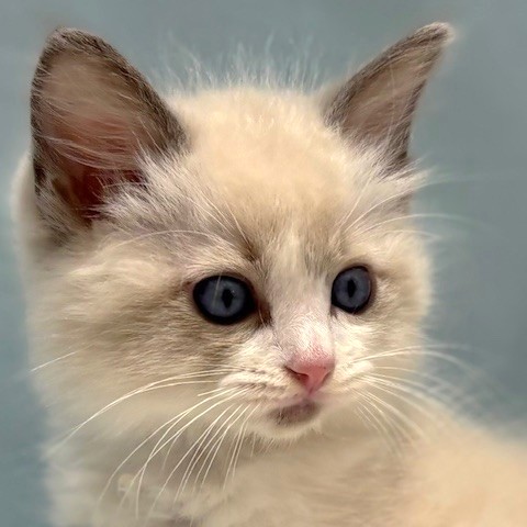 福岡県のラグドール (犬の家＆猫の里トリアス久山店/2026年3月16日生まれ/男の子/ブルーポイントバイカラー)の子猫の1枚目の画像