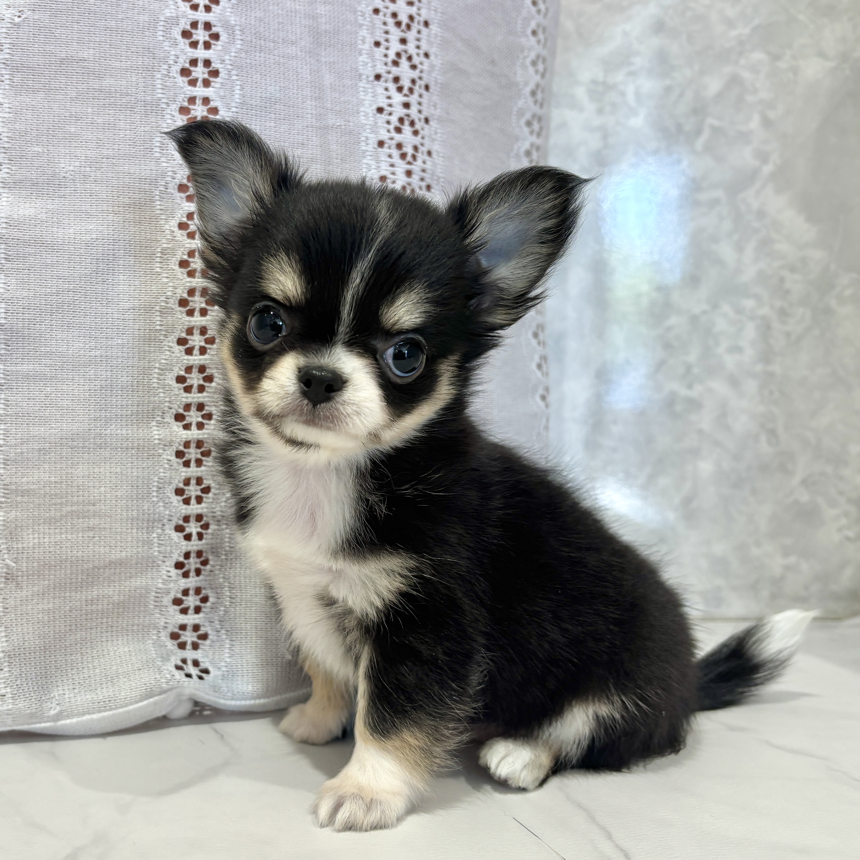 福岡県のチワワ(ロング) (犬の家＆猫の里くりえいと宗像店/2026年3月16日生まれ/女の子/ブラックタン)の子犬