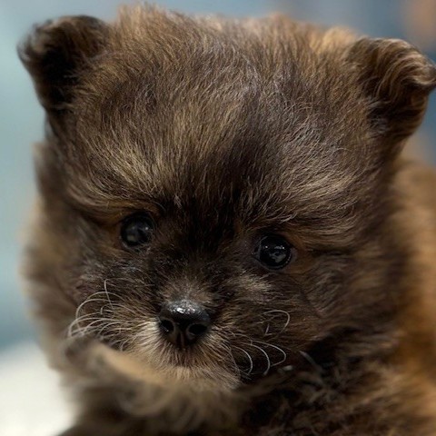 福岡県のポメプー(ポメラニアン×プードル) (犬の家＆猫の里トリアス久山店/2026年3月16日生まれ/男の子/オレンジ)の子犬