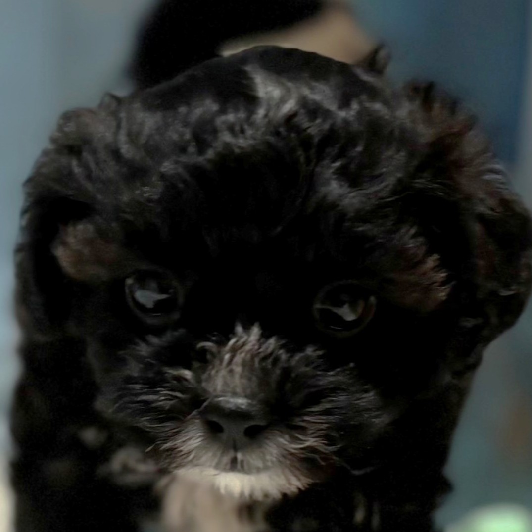 福岡県のポメプー(ポメラニアン×プードル) (犬の家＆猫の里トリアス久山店/2026年3月9日生まれ/女の子/ブラックホワイト)の子犬の1枚目の画像
