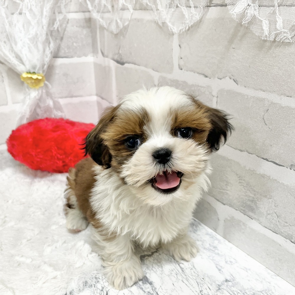 京都府のシーズー (犬の家＆猫の里京都精華店/2026年3月18日生まれ/女の子/ゴールドホワイト)の子犬の1枚目の画像
