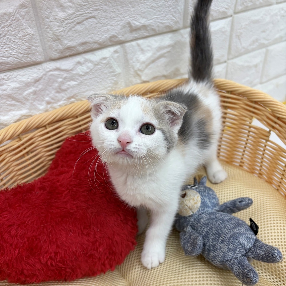 愛知県のスコティッシュフォールド (犬の家＆猫の里MEGAドン・キホーテ東海名和店/2026年3月21日生まれ/女の子/ブルーパッチドタビーホワイト)の子猫の1枚目の画像